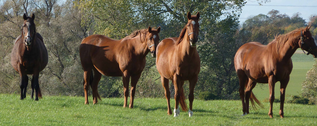 Mares in the field at Fox Farm