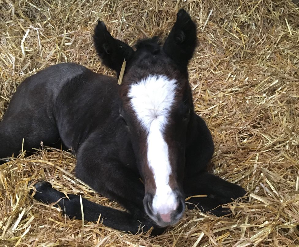 Foal image
