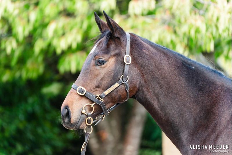 Image 2 for lot 1521