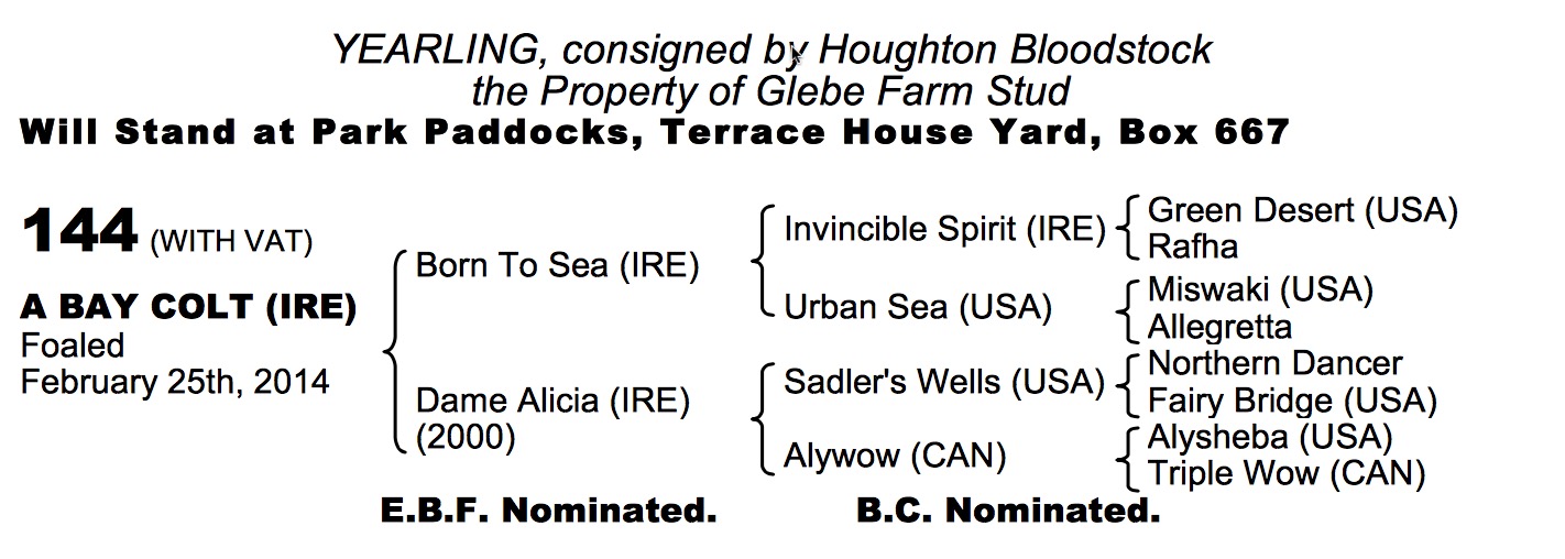 Lot 144 - Born To Sea (IRE) / Dame Alicia (IRE) B.C.